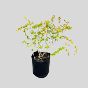 Abelia Grandiflora Francis Mason 3lt