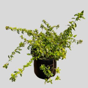 Abelia X Grandiflora Hopleys 20cm