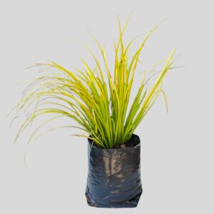 Accorus gramineus GOLDEN EDGE 4lt