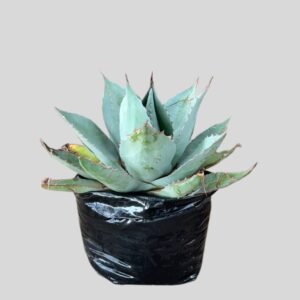Agave Ovatifolia 15lt