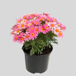 Argyranthemum Mixed 17cm