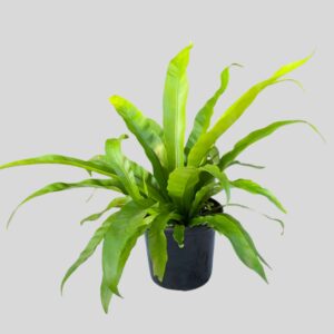 Asplenium Antiquum 15cm