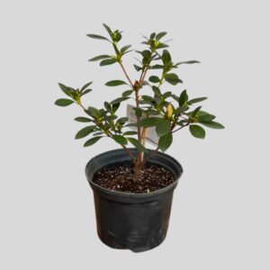 Azalea ENCORE 19cm