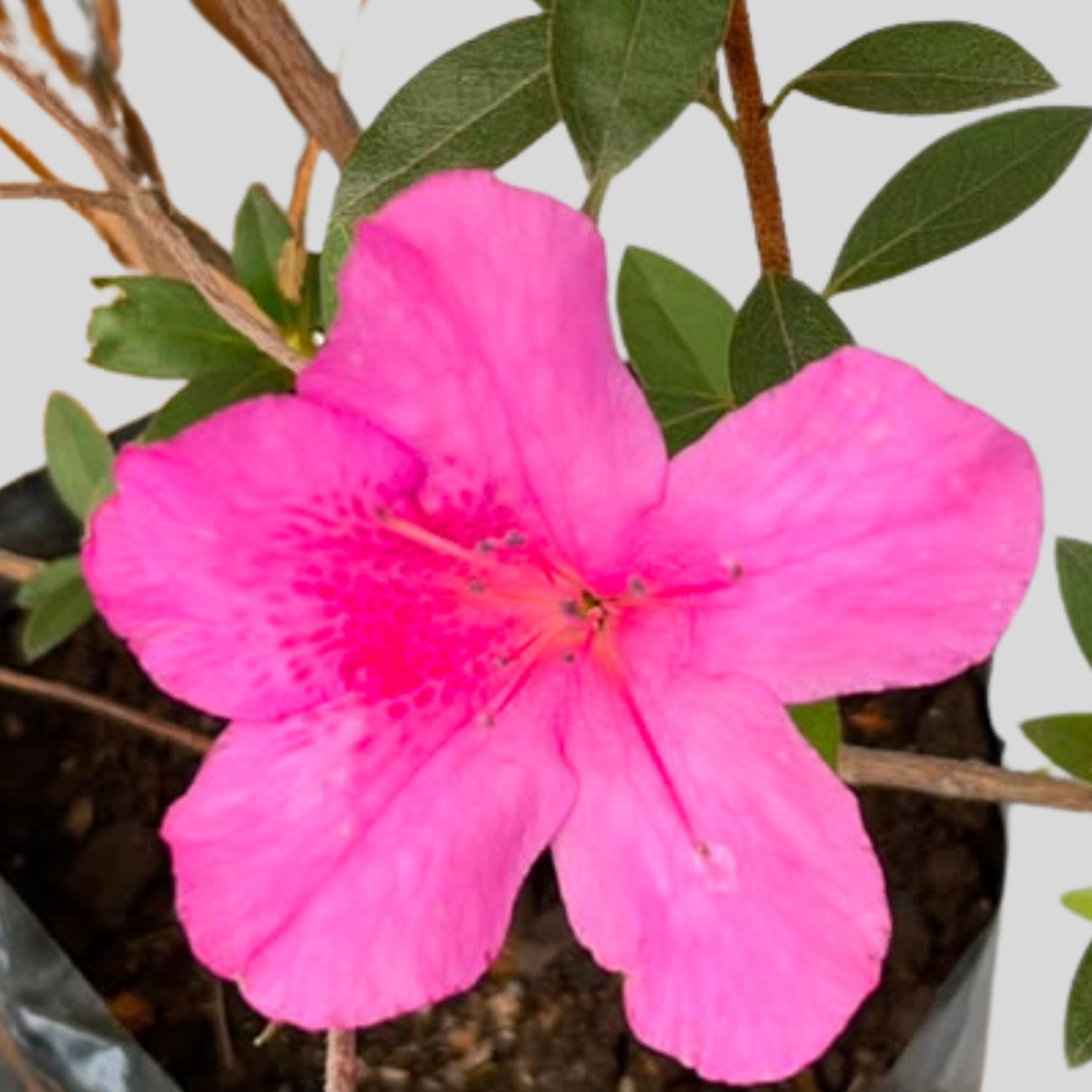 Azalea MAGENTA 5lt - Image 3