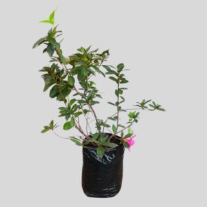 Azalea MAGENTA 5lt