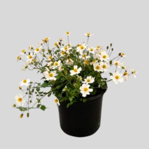 Bidens Ferulifolia Asstd 17cm