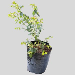 Blueberries Fruit Tree 10lt
