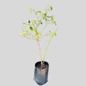Blueberry Legacy Fruit Std 10lt