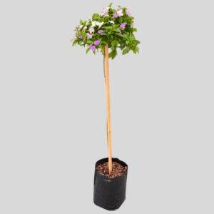 Brunfelsia pauciflora FLORIBUNDA STD 10lt