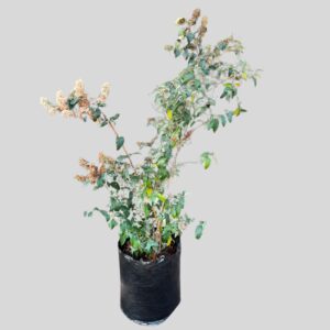 Buddleja Auriculata 20lt