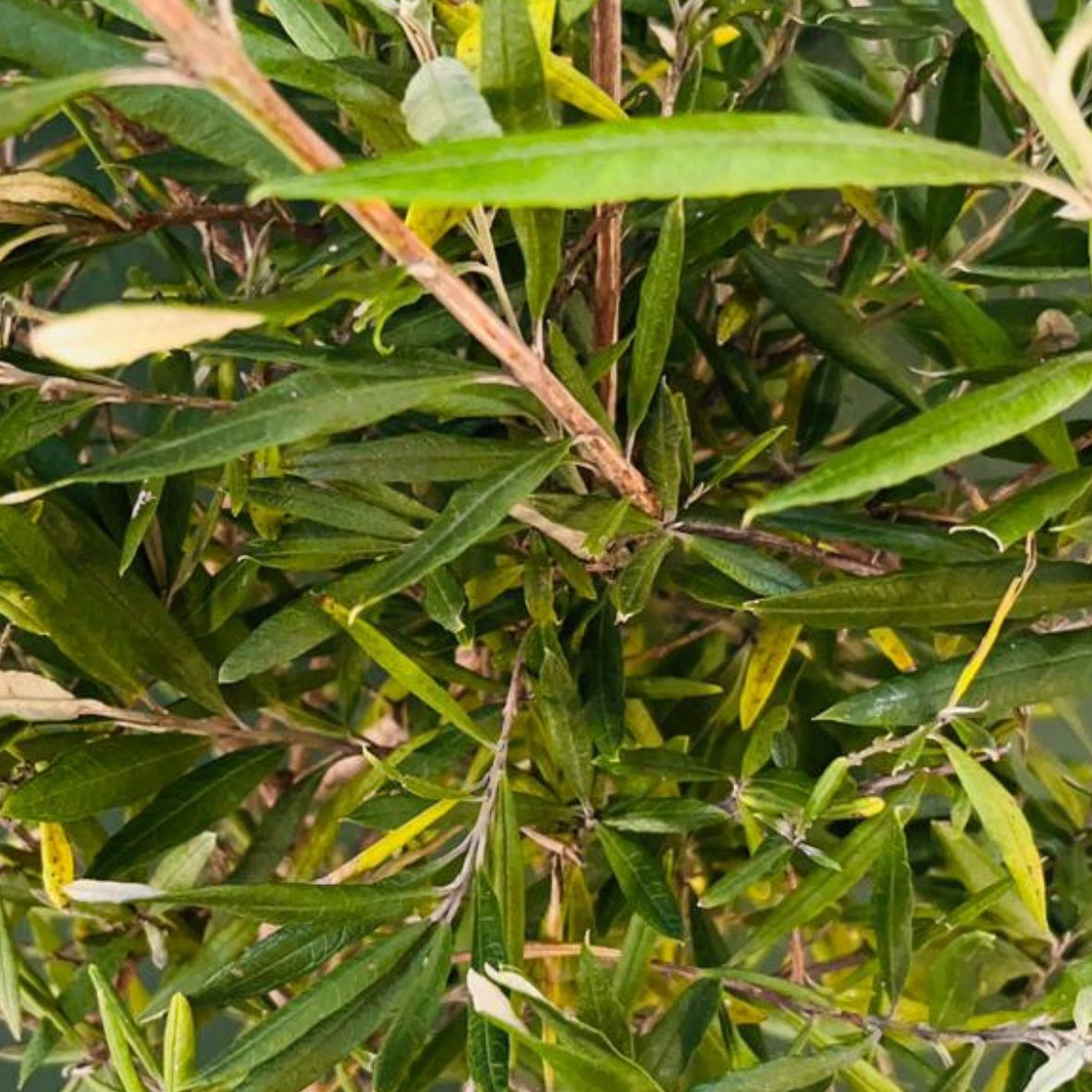 Buddleja Saligna False Olive Std 20lt - Image 2