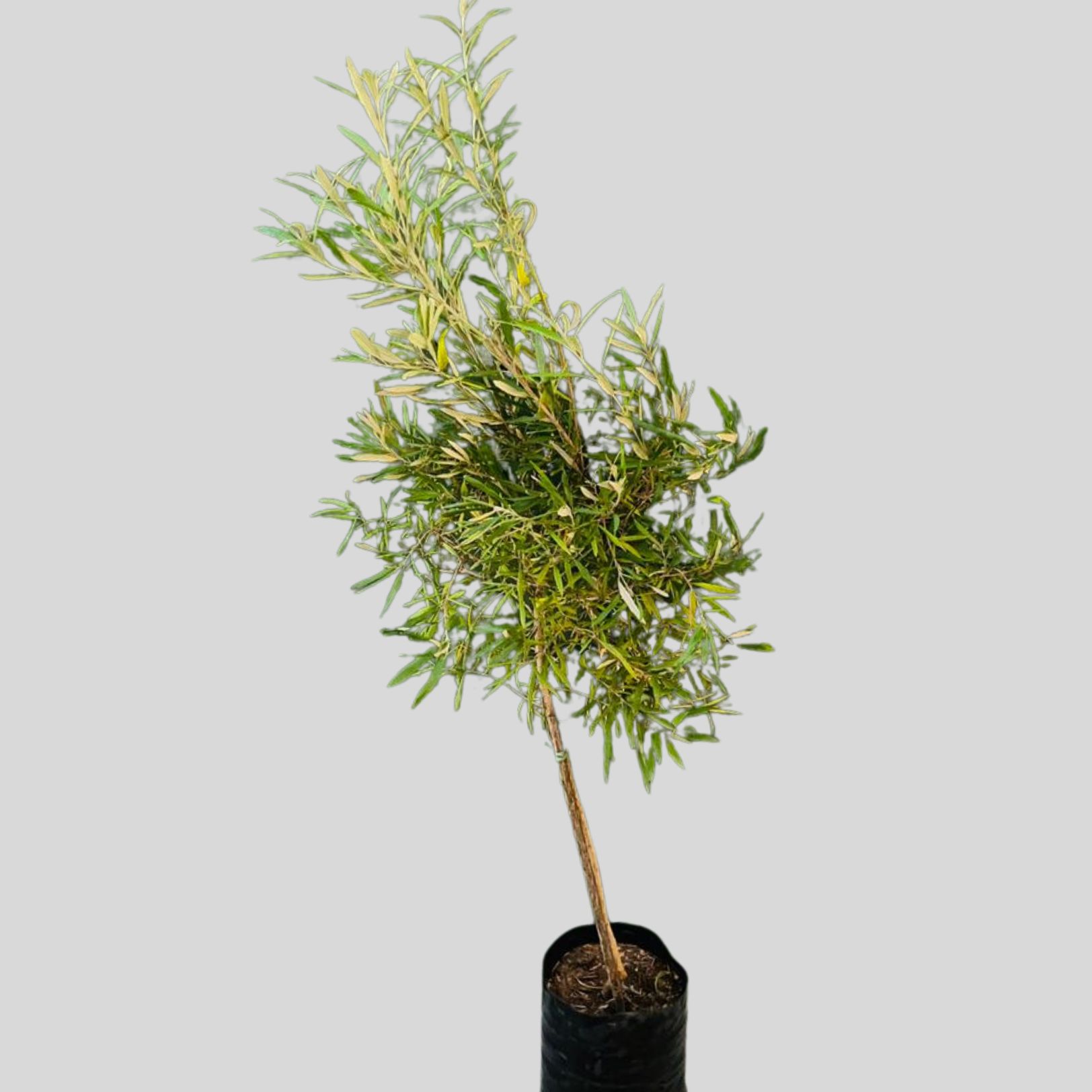 Buddleja Saligna False Olive Std 20lt