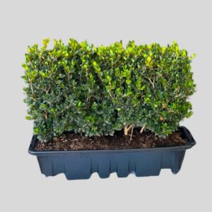 Buxus Microphylla Hedge Pot