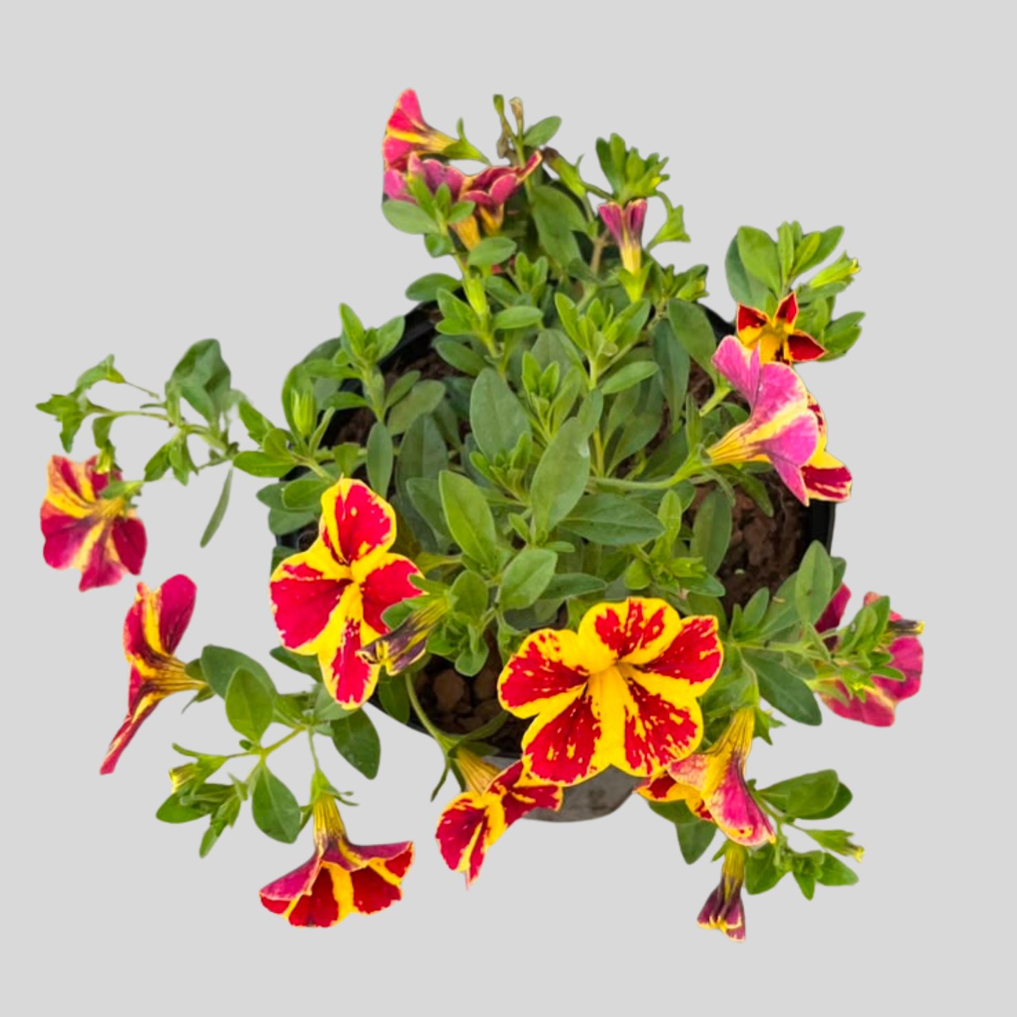 Calibrachoa Conga Lemon 15cm - Image 2