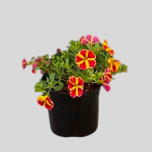 Calibrachoa Conga Lemon 15cm