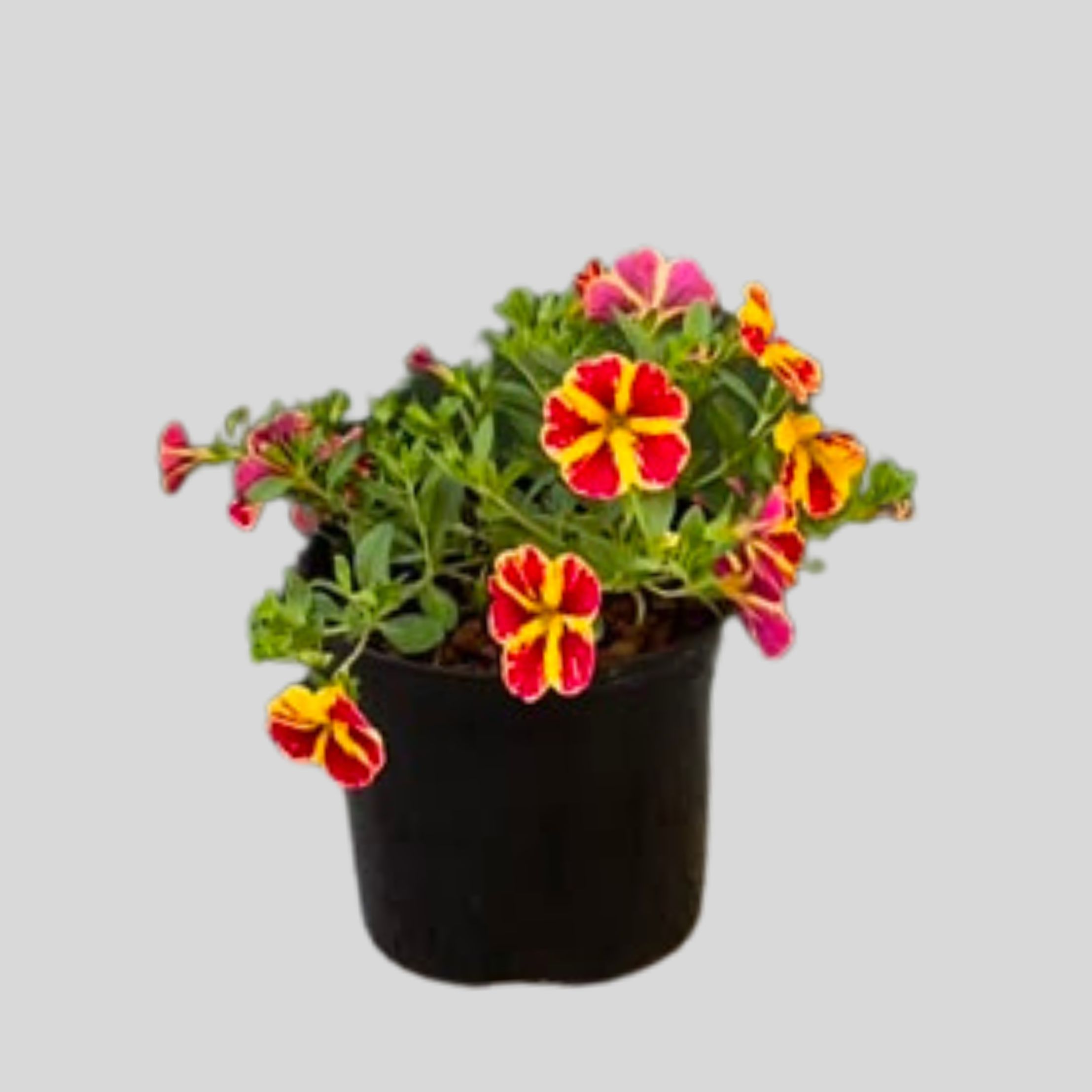 Calibrachoa Conga Lemon 15cm