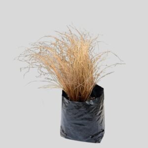 Carex Bronze 4lt
