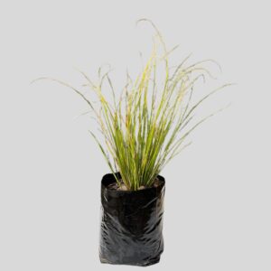 Carex oshimensis 4lt