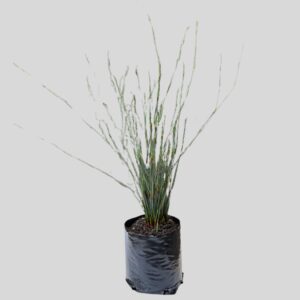 Chondropetalum Tectorum 2lt