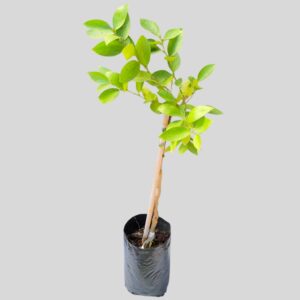 Citrus Bears Lime 20lt