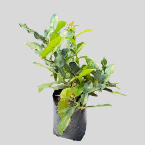 Citrus Bears Lime Petite 20cm