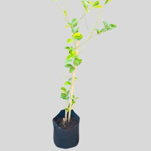 Citrus Eureka Lemon 20lt