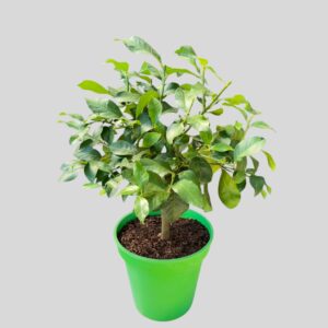 Citrus Eureka Lemon  25cm