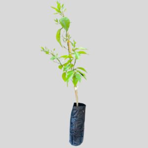 Citrus Eureka Lemon Petite 6lt