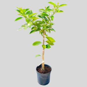 Citrus Nova Mandarin Mini Std 6lt