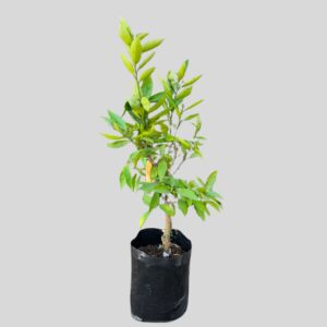 Citrus Nova Naartjie 20lt