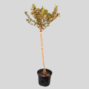 Coprosma PACIFIC NIGHT STD 17cm