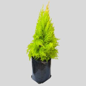 Cupressus Macrocarpa Wilma 10lt