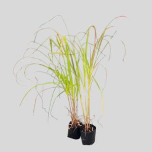 Cymbopogon Citratus Lemon Grass 4lt