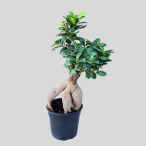 Ficus Ginseng 14cm