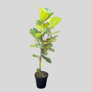 Ficus Lyrata 30cm