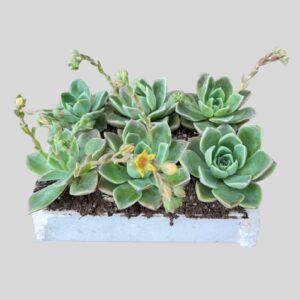 Graptoveria FANTOME 6pck