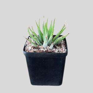 Haworthiopsis reinwardtii/ATTENUATA 8cm
