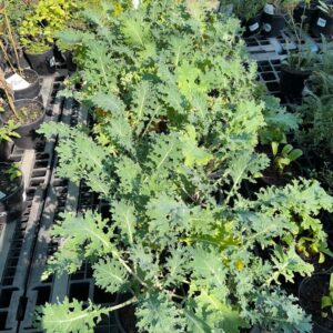 Kale Kamone Mixed 14cm