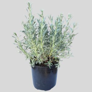 Lavandula Canicans 23cm