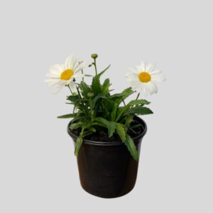 Leucanthemum Daisy Queen 17.5cm