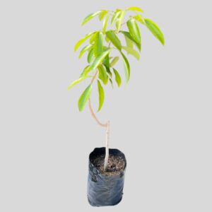 Litchi Mauritius 6lt