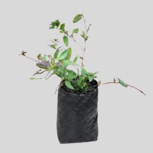 Lonicera japonica 5lt