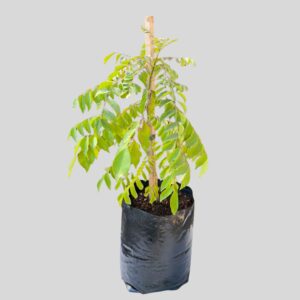 Murraya Koeningii (Curry Leaf) 10lt