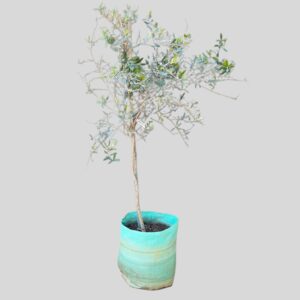 Olea Europaea Mission 100lt