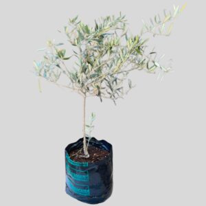 Olea Europaea Mission 20lt