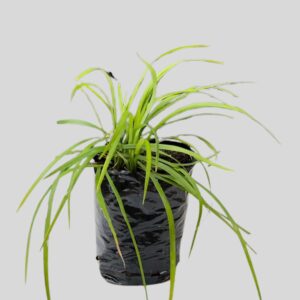 Ophiopogon Jaburan 2lt