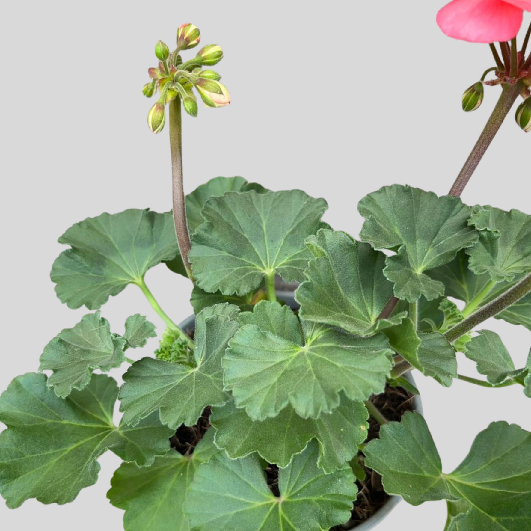 Pelargonium Turkana Asstd Colours 14cm - Image 2