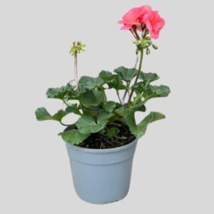 Pelargonium Turkana Asstd Colours 14cm