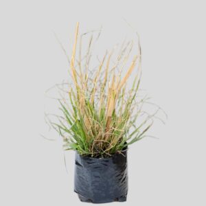 Pennisetum Moundry 2.5l