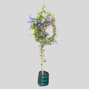 Petrea Volubilis 20lt